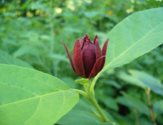 calycanthe fleuri